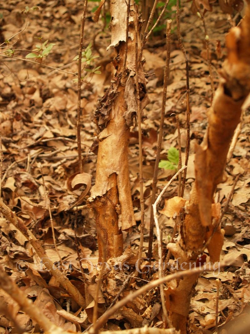Oakleaf Hydrangea peeling bark